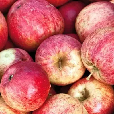 Яблоня ШТРИФЕЛЬ в Мозыре