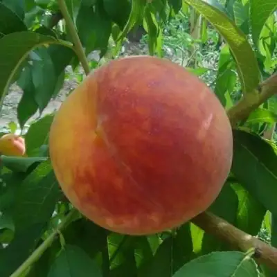 Персик ВАЙН ГОЛД Т3 в Мозыре