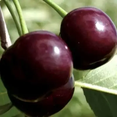 Дюк КСЕНИЯ (ЧЕРЕВИШНЯ) в Мозыре