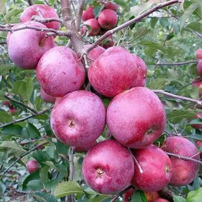 Яблоня ФЛОРИНА в Мозыре