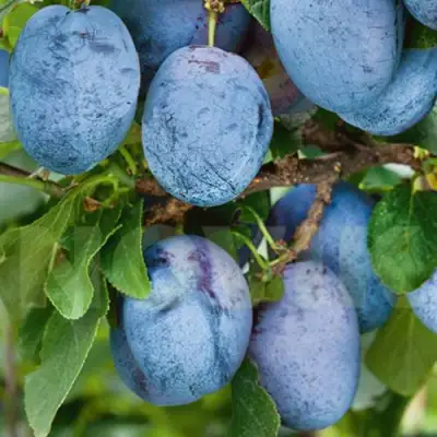 Слива ОДА в Мозыре