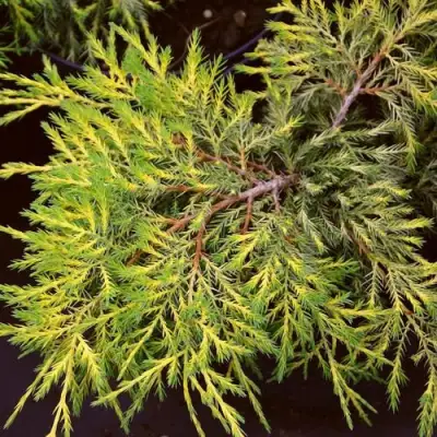 Можжевельник КИНГ ОФ СПРИНГ средний в Мозыре