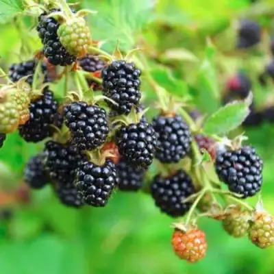 Ежевика АПАЧИ бесшипная  в Мозыре