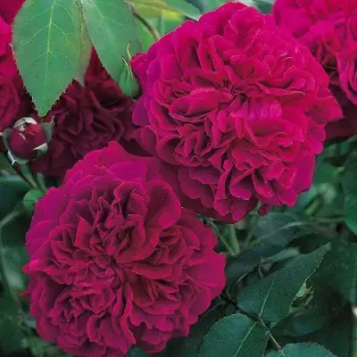 Роза ВИЛЬЯМ ШЕКСПИР английская в Мозыре