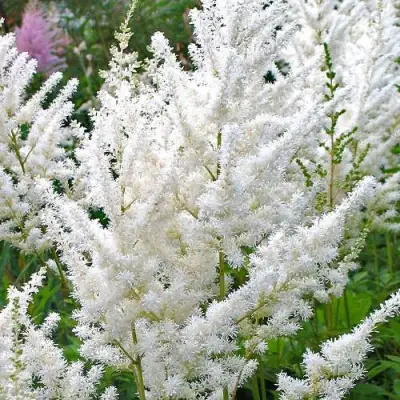 Астильба ДИАМАНТ Арендса в Мозыре