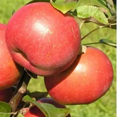 Яблоня РЕДКРАФТ в Мозыре