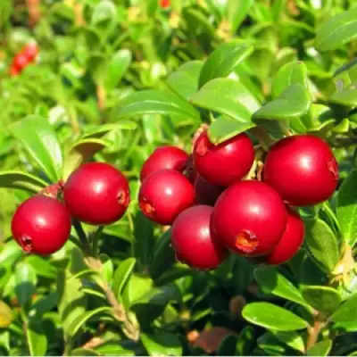 Брусника садовая РЕД ПЕРЛ в Мозыре