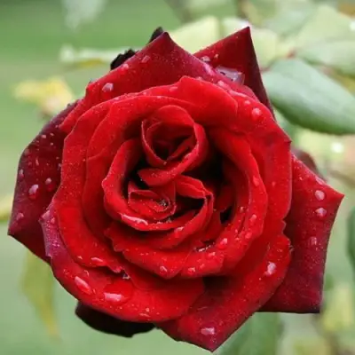 Роза ТАБУ чайно-гибридная в Мозыре