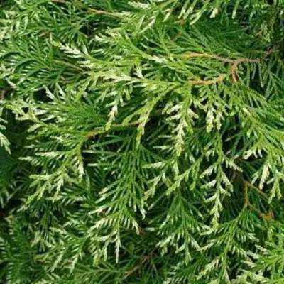 Туя СМАРАГД ВАРИЕГАТА западная в Мозыре