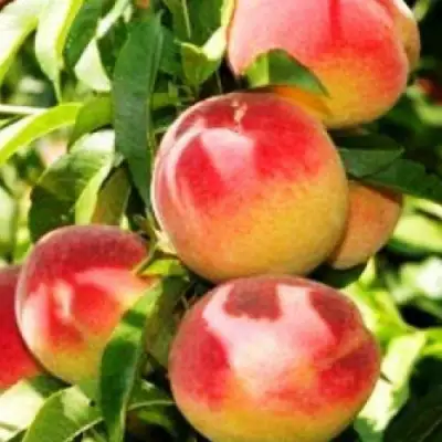 Персик НОВОСЕЛКОВСКИЙ в Мозыре