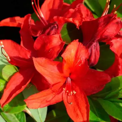 Азалия НАБУКО листопадная в Мозыре