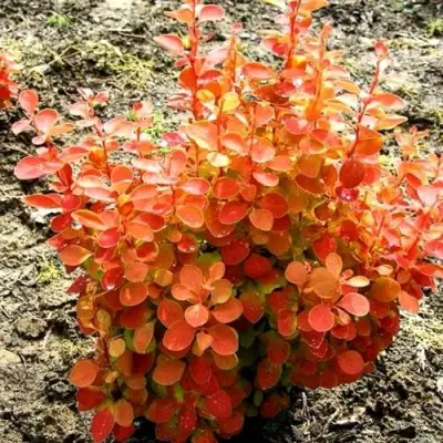 Барбарис ОРАНЖ ФАЙЕР тунберга в Мозыре