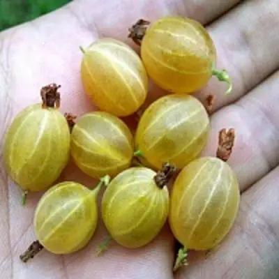 Крыжовник ЯРОВОЙ в Мозыре