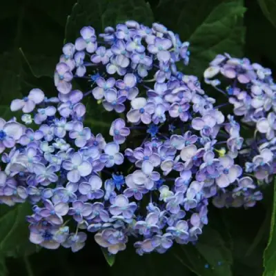 Гортензия АИША крупнолистная  в Мозыре