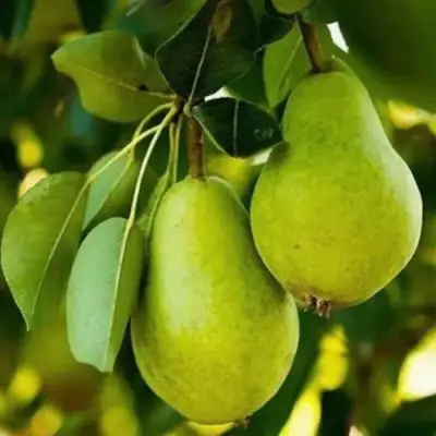 Груша СЕВЕРЯНКА колонновидная в Мозыре