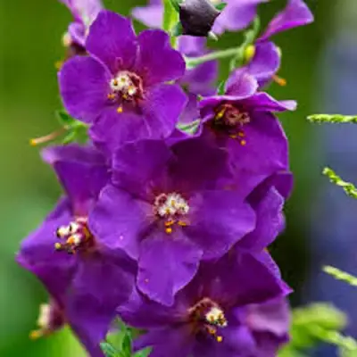 Коровяк ВИОЛЕТТА (вербаскум) в Мозыре