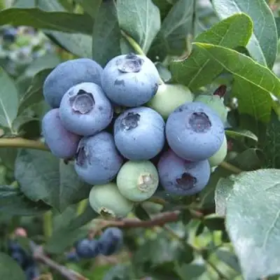 Голубика БЛЮЭТТА в Мозыре