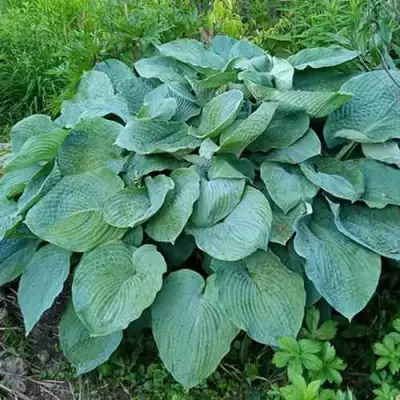 Хоста ЭЛЕГАНС Зибольда в Мозыре