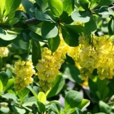 Барбарис ИНДИАН САММЕР  в Мозыре