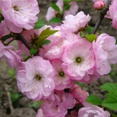 Миндаль ТРЁХЛОПАСТНЫЙ (луизеания) в Мозыре