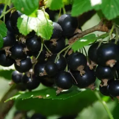 Смородина черная ГЛОБУС в Мозыре