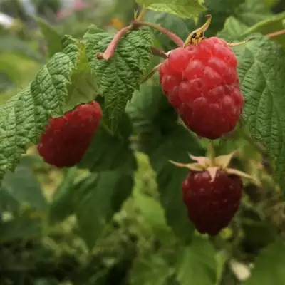 Малина КАРАМЕЛЬНАЯ в Мозыре