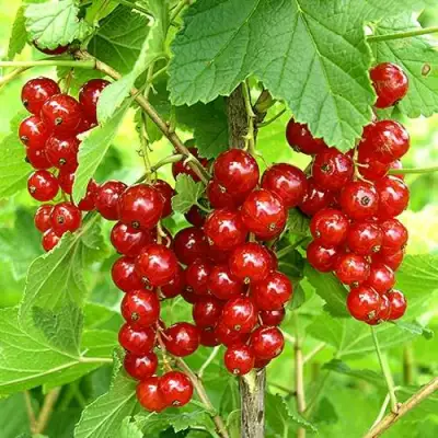 Смородина красная ФЕРТОДИ в Мозыре