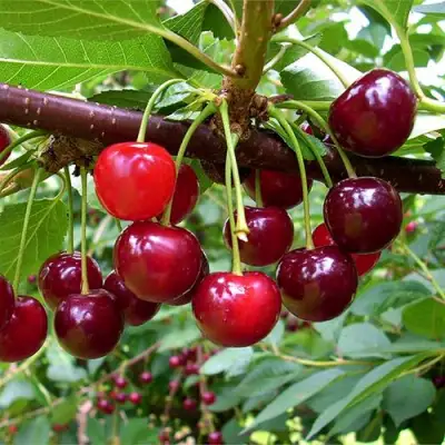 Вишня БРУСНИЦЫНА степная в Мозыре