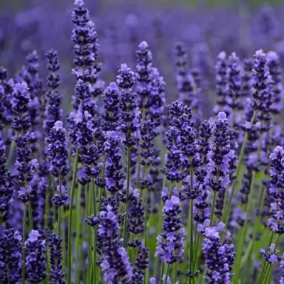 Лаванда МАНСТЕД узколистная в Мозыре