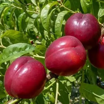 Нектарин БИГ-ТОП в Мозыре