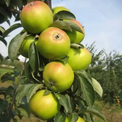 Яблоня ЛУКОМОР колонновидная в Мозыре