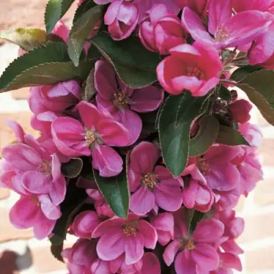 Яблоня ЗЕЛЁНЫЙ БУКЕТ декоративная в Мозыре