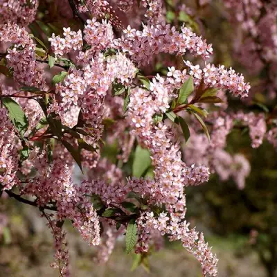 Черемуха НЕЖНОСТЬ в Мозыре