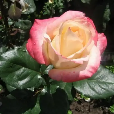 Роза БЕЛА ПЕРЛА чайно-гибридная в Мозыре