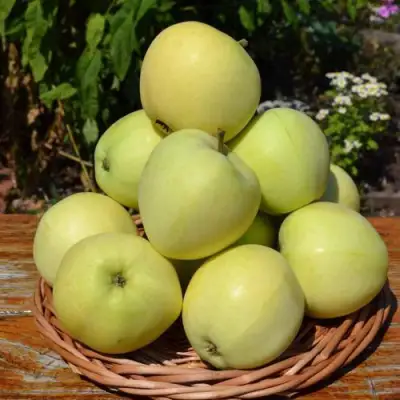 Яблоня ПАПИРОВКА в Мозыре