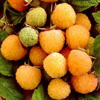 Малина ЗОЛОТЫЕ КУПОЛА в Мозыре