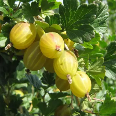 Крыжовник БЕРИЛЛ в Мозыре