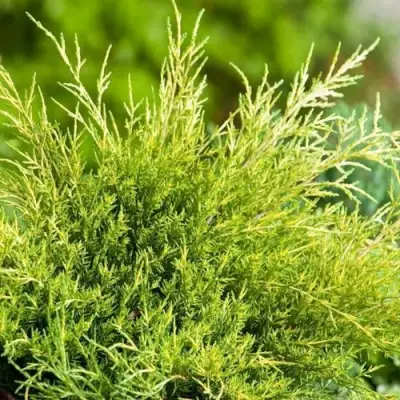 Можжевельник ОЛД ГОЛД средний в Мозыре