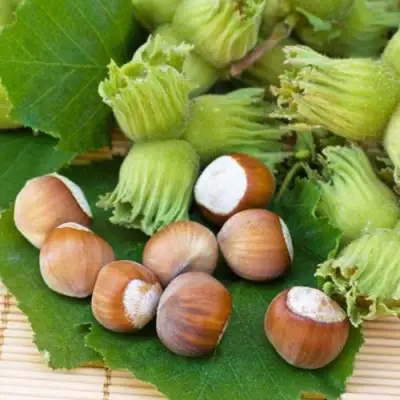 Фундук КРЕПКИЙ ОРЕШЕК в Мозыре