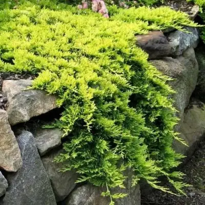 Можжевельник ГОЛДЕН КАРПЕТ горизонтальный  в Мозыре