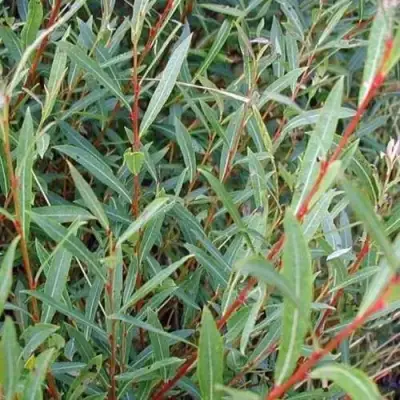 Ива НАНА пурпурная в Мозыре