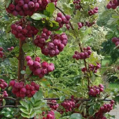 Рябина ДЕСЕРТНАЯ МИЧУРИНА сладкоплодная в Мозыре