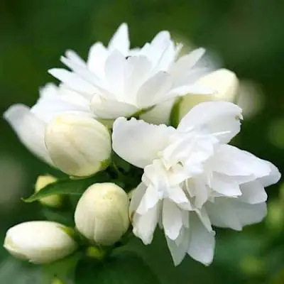 Жасмин ШНЕЕШТРУМ в Мозыре