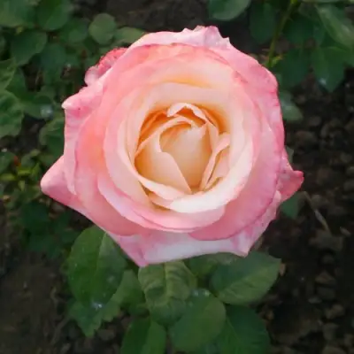 Роза БЕЛА ПЕРЛА чайно-гибридная в Мозыре