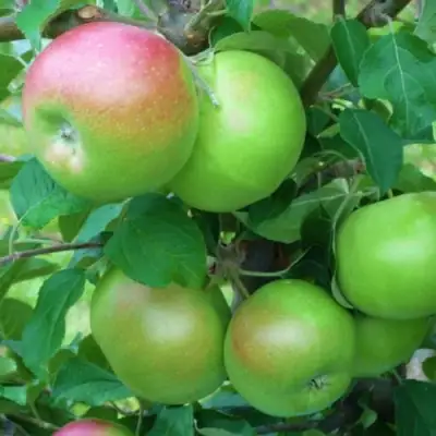 Яблоня НАВАВИТА в Мозыре