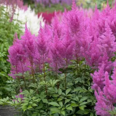 Астильба АМЕТИСТ Арендса в Мозыре