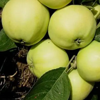 Яблоня ПАПИРОВКА в Мозыре