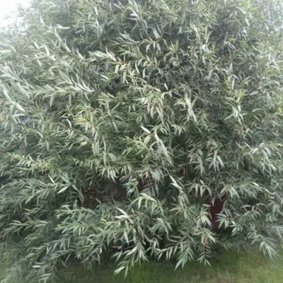 Ива СЕРЕБРИСТАЯ в Мозыре