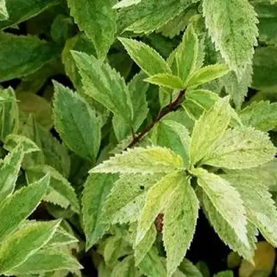 Форзиция ЛЕДНОГОРА промежуточная в Мозыре