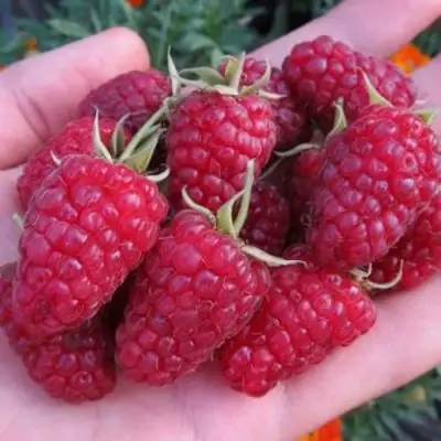 Малина МОСКОВСКИЙ ВЕЛИКАН в Мозыре